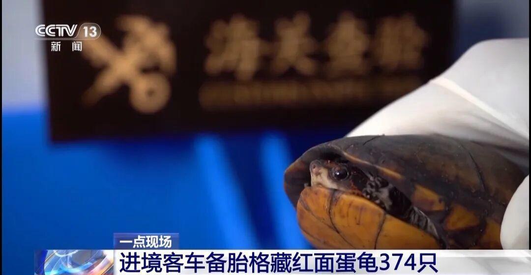 女子裤子内藏2斤多活虫